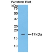 Western blot analysis of the recombinant protein.