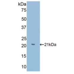 Slit Homolog 1 (Slit1) Antibody