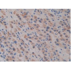 Slit Homolog 1 (Slit1) Antibody