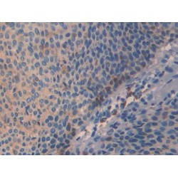 Slit Homolog 3 (SLIT3) Antibody