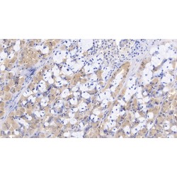Slit Homolog 3 (SLIT3) Antibody