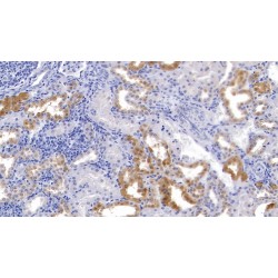 Slit Homolog 3 (SLIT3) Antibody
