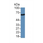 Western blot analysis of Human Liver lysate, using Human SUOX Antibody (5 µg/ml) and HRP-conjugated Goat Anti-Rabbit antibody (<a href="https://www.abbexa.com/index.php?route=product/search&amp;search=abx400043" target="_blank">abx400043</a>, 0.2 µg/ml).