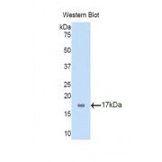 Western blot analysis of recombinant Mouse TBX3.