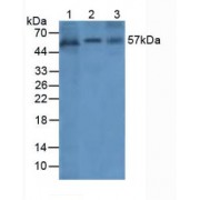 Western blot analysis of (1) Human Cartilage Tissue, (2) Human A549 Cells and (3) Human Liver Tissue.