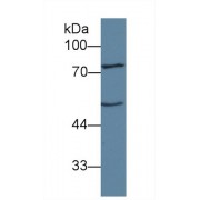 Western blot analysis of Mouse Liver lysate, using Human ANGPT1 Antibody (1 µg/ml) and HRP-conjugated Goat Anti-Rabbit antibody (<a href="https://www.abbexa.com/index.php?route=product/search&amp;search=abx400043" target="_blank">abx400043</a>, 0.2 µg/ml).