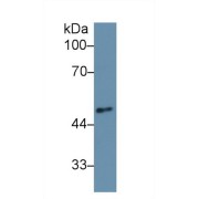 abx101433