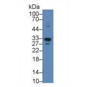 Western blot analysis of Mouse Cerebrum lysate, using Human APOF Antibody (2 µg/ml) and HRP-conjugated Goat Anti-Rabbit antibody (<a href="https://www.abbexa.com/index.php?route=product/search&amp;search=abx400043" target="_blank">abx400043</a>, 0.2 µg/ml).