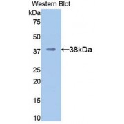 Western blot analysis of recombinant Mouse APOH.