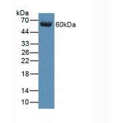 Western blot analysis of Pig Brain Tissue.
