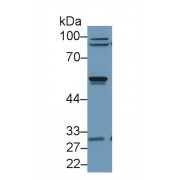 Western blot analysis of Human Jurkat cell lysate, using Human ARRb2 Antibody (1 µg/ml) and HRP-conjugated Goat Anti-Rabbit antibody (<a href="https://www.abbexa.com/index.php?route=product/search&amp;search=abx400043" target="_blank">abx400043</a>, 0.2 µg/ml).