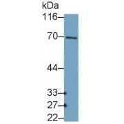 Western blot analysis of MCF7 cell lysates, using Collagen Type X Alpha 1 (COL10A1) Antibody (0.4 µg/ml) and HRP-conjugated Goat Anti-Rabbit antibody (<a href="https://www.abbexa.com/index.php?route=product/search&amp;search=abx400043" target="_blank">abx400043</a>, 0.2 µg/ml).