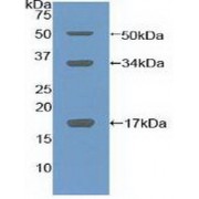 Western blot analysis of recombinant Mouse COL10.