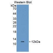 Western blot analysis of recombinant DEFB1 protein.