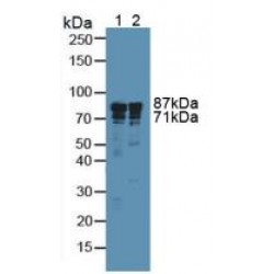 Integrin Beta III / CD61 (ITGB3) Antibody
