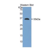 Western blot analysis of the recombinant protein.
