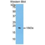 Western blot analysis of recombinant Guinea pig IFNg.