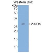 Western blot analysis of the recombinant protein.