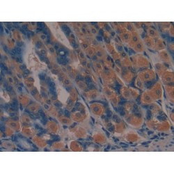 Jagged 2 Protein (JAG2) Antibody