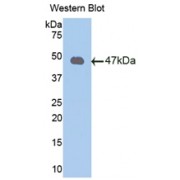 Western blot analysis of recombinant Human PRDX2.