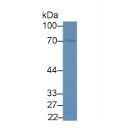 Western blot analysis of Mouse Heart lysate, using Mouse SCG2 Antibody (2 µg/ml) and HRP-conjugated Goat Anti-Rabbit antibody (<a href="https://www.abbexa.com/index.php?route=product/search&amp;search=abx400043" target="_blank">abx400043</a>, 0.2 µg/ml).