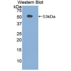 Secretogranin-2 (SCG2) Antibody
