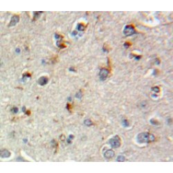 Secretogranin-2 (SCG2) Antibody