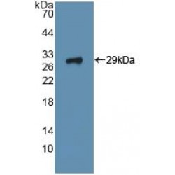 Integrin Alpha 2 (ITGa2) Antibody