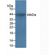 Western blot analysis of recombinant Cow ITGa5.