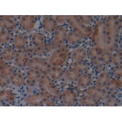 Eosinophil Cationic Protein / ECP (RNASE3) Antibody