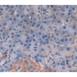 Tryptase Gamma 1 (TPSg1) Antibody