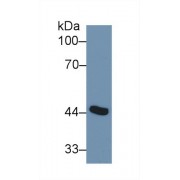 Western blot analysis of Mouse Placenta lysate, using Human ADA Antibody (1 µg/ml) and HRP-conjugated Goat Anti-Rabbit antibody (<a href="https://www.abbexa.com/index.php?route=product/search&amp;search=abx400043" target="_blank">abx400043</a>, 0.2 µg/ml).