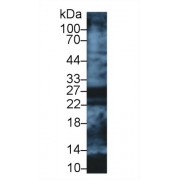 Western blot analysis of Human Lung lysate, using Human APOA1 Antibody (1 µg/ml) and HRP-conjugated Goat Anti-Rabbit antibody (<a href="https://www.abbexa.com/index.php?route=product/search&amp;search=abx400043" target="_blank">abx400043</a>, 0.2 µg/ml).