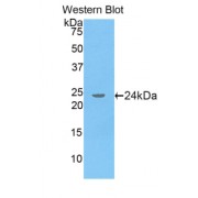 Western blot analysis of the recombinant Rat APOA5 protein.