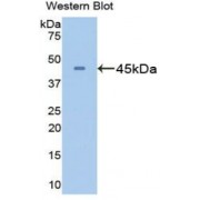 Western blot analysis of recombinant Mouse GS.