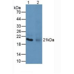 Bone Marrow Proteoglycan (PRG2) Antibody