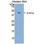 Western blot analysis of recombinant Mouse MBP.