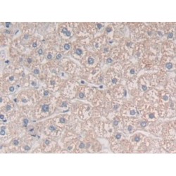 Mindbomb Homolog 2 (MIB2) Antibody