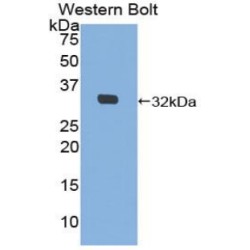 Mindbomb Homolog 2 (MIB2) Antibody