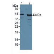 Western blot analysis of (1) Human Liver Tissue and (2) Mouse Heart Tissue.