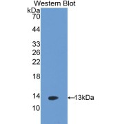 Western blot analysis of the recombinant protein.
