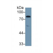 Western blot analysis of Rat Serum, using Rat F2 Antibody (1 µg/ml) and HRP-conjugated Goat Anti-Rabbit antibody (<a href="https://www.abbexa.com/index.php?route=product/search&amp;search=abx400043" target="_blank">abx400043</a>, 0.2 µg/ml).