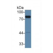 Western blot analysis of Mouse Liver lysate, using Mouse F2 Antibody (2 µg/ml) and HRP-conjugated Goat Anti-Rabbit antibody (<a href="https://www.abbexa.com/index.php?route=product/search&amp;search=abx400043" target="_blank">abx400043</a>, 0.2 µg/ml).