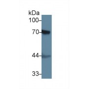 Western blot analysis of Rat Skin lysate, using Rat F2 Antibody (1 µg/ml) and HRP-conjugated Goat Anti-Rabbit antibody (<a href="https://www.abbexa.com/index.php?route=product/search&amp;search=abx400043" target="_blank">abx400043</a>, 0.2 µg/ml).