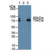 Western blot analysis of (1) Rat Blood Cells, (2) Human Platelet Cells and (3) Rat Serum.