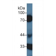 Western blot analysis of Pig Kidney lysate, using Human SERPIND1 Antibody (1 µg/ml) and HRP-conjugated Goat Anti-Rabbit antibody (<a href="https://www.abbexa.com/index.php?route=product/search&amp;search=abx400043" target="_blank">abx400043</a>, 0.2 µg/ml).
