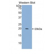 Western blot analysis of recombinant Mouse ITGa10.