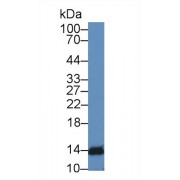 Western blot analysis of Mouse Lymphocyte lysate, using Human IFNa4 Antibody (2 µg/ml) and HRP-conjugated Goat Anti-Rabbit antibody (<a href="https://www.abbexa.com/index.php?route=product/search&amp;search=abx400043" target="_blank">abx400043</a>, 0.2 µg/ml).