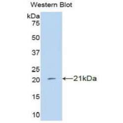Interferon Alpha 4 (IFNa4) Antibody