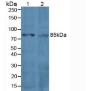 Western blot analysis of (1) Human HeLa cells and (2) Human Jurkat Cells.
